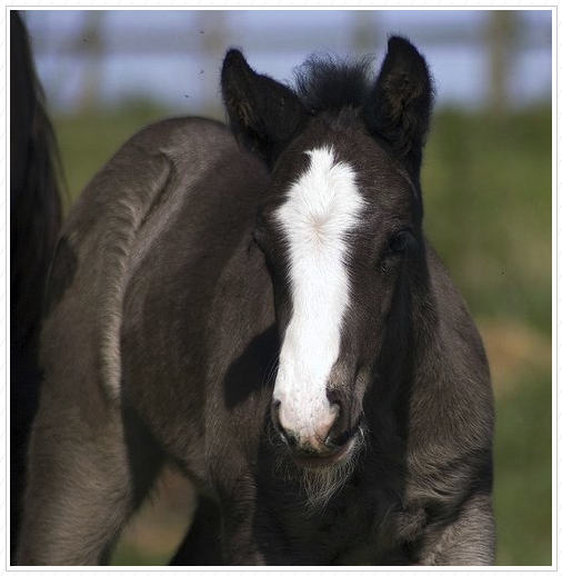 WR Clover also sold to 
Mountain View Ranch.